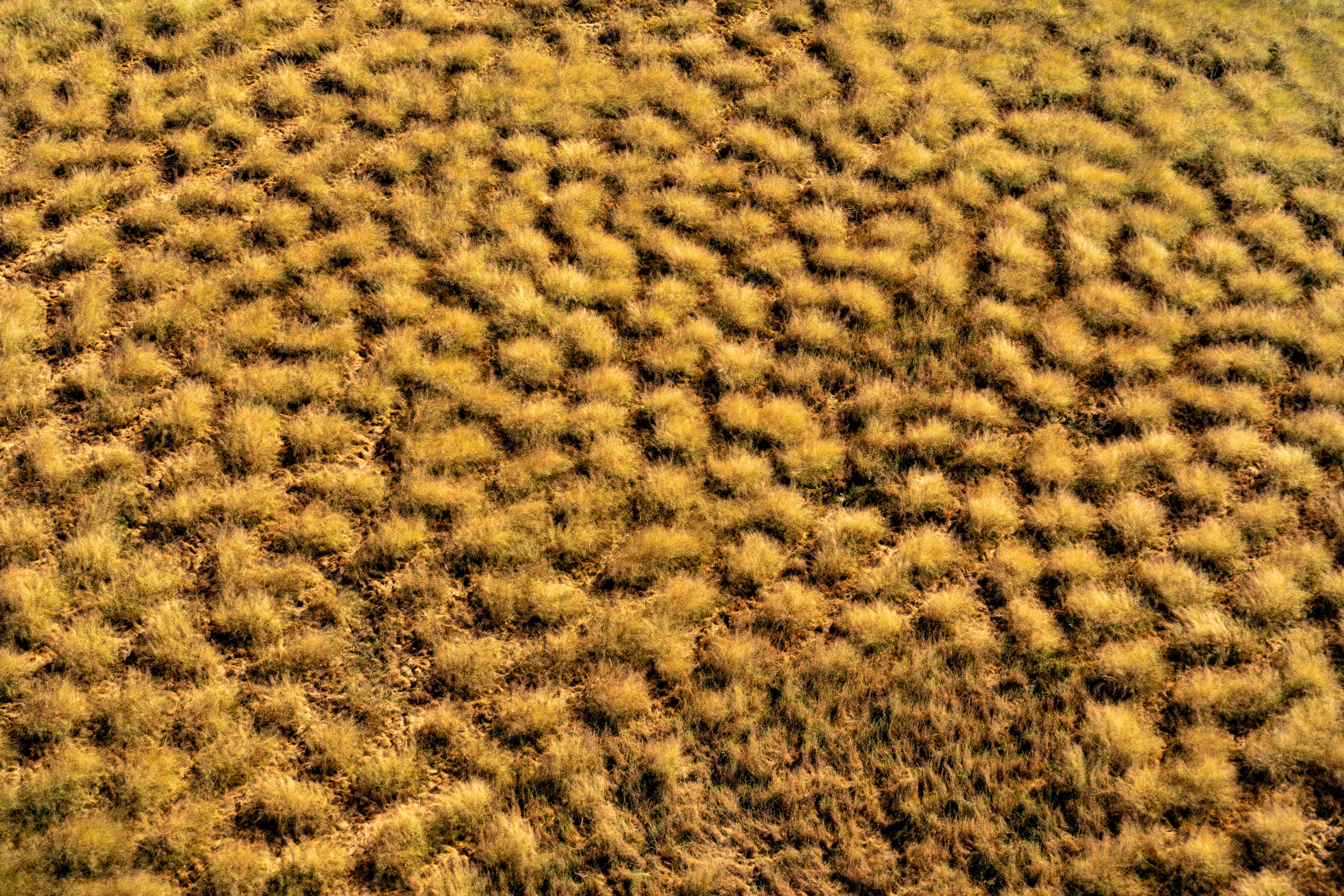 Aerial view of Australian spinifex landscape